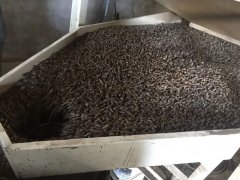 四川郝總竹屑顆粒機(jī)試機(jī)視頻